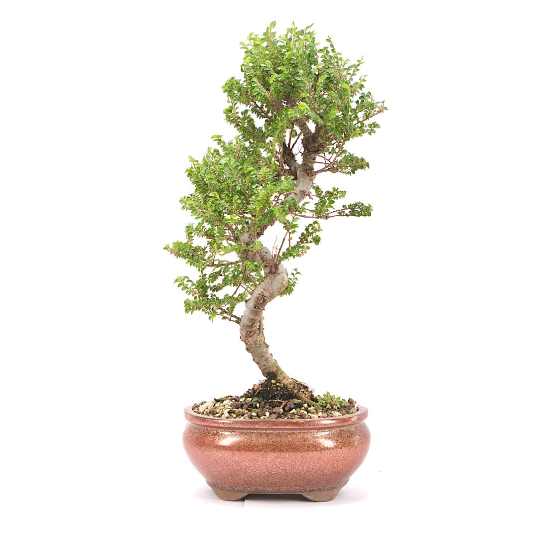 Japanische Ulme 'Ulmus japonica'